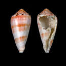 Image of Conus boutetorum Richard & Rabiller 2013