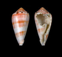 صورة Conus boutetorum Richard & Rabiller 2013