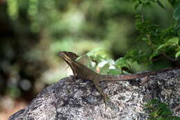 Image of Common Basilisk