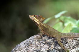 Image of Common Basilisk