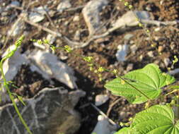 Dioscorea caucasica Lipsky的圖片