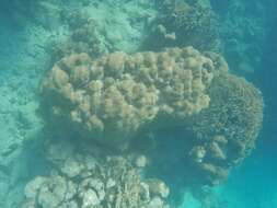 Image of Lobed Star Coral