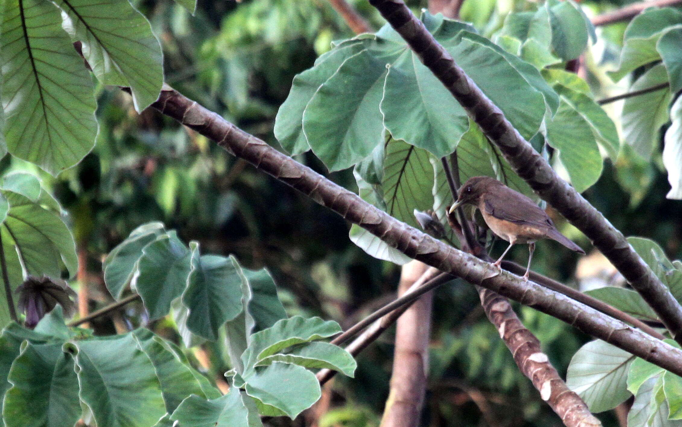 Image of Clay-colored Robin