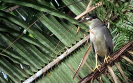 Image of Night Herons