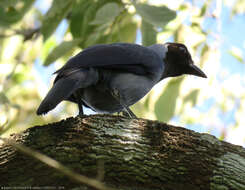 Cyanocorax violaceus Du Bus de Gisignies 1847 resmi