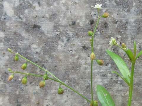 Imagem de Trigastrotheca pentaphylla (L.) Thulin