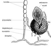 Image of Podosphaera pannosa (Wallr.) de Bary 1870