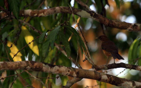 Image of Clay-colored Robin