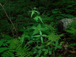 Image of purple bedstraw