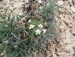 Image of Clearwater cryptantha