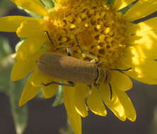 Image of Epicauta (Epicauta) ferruginea (Say 1824)