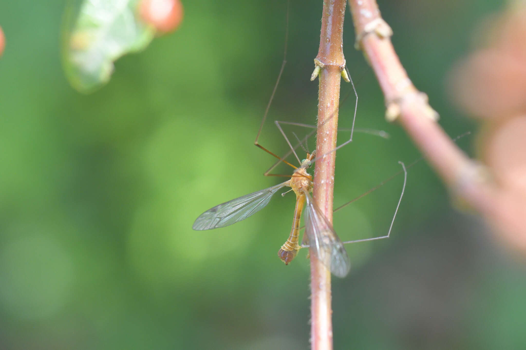 صورة Tipula (Lunatipula) bezzii Mannheims & Theowald 1959