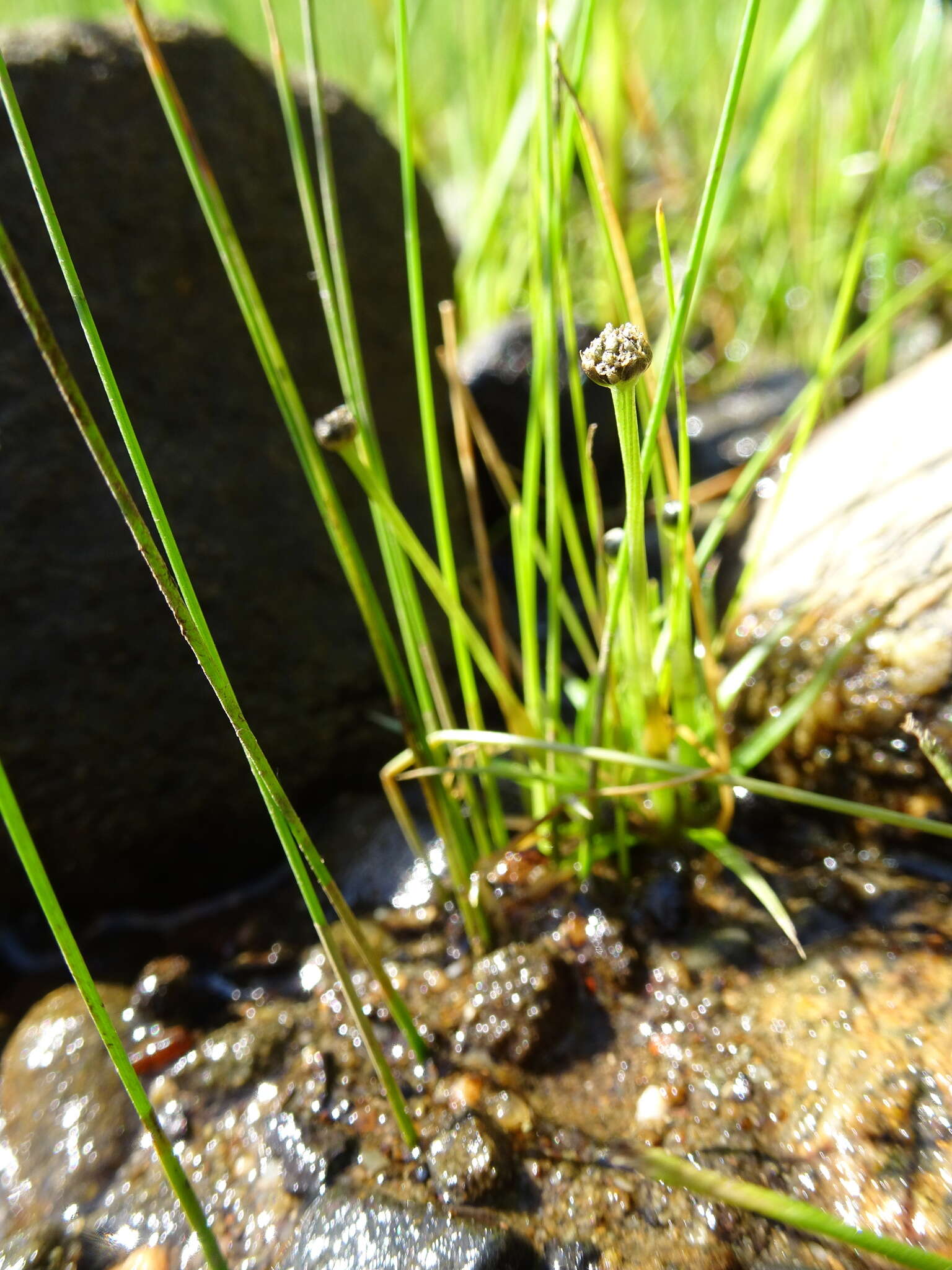 Imagem de Eriocaulon parkeri B. L. Rob.