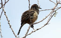 Image of Cactus Wren