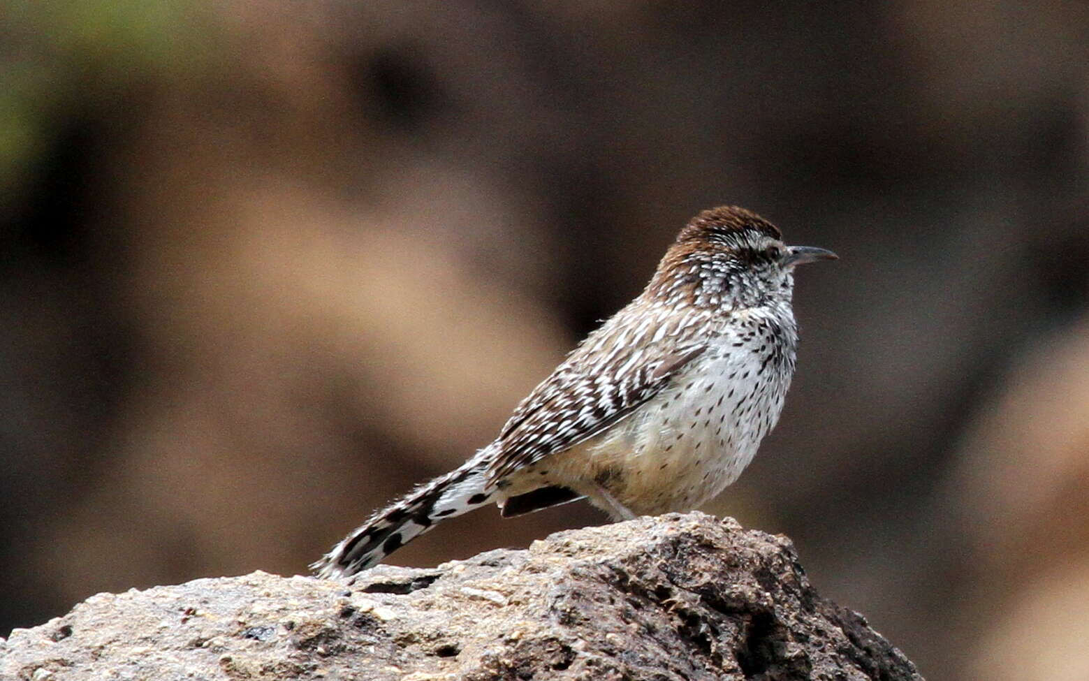 Imagem de Campylorhynchus brunneicapillus (Lafresnaye 1835)