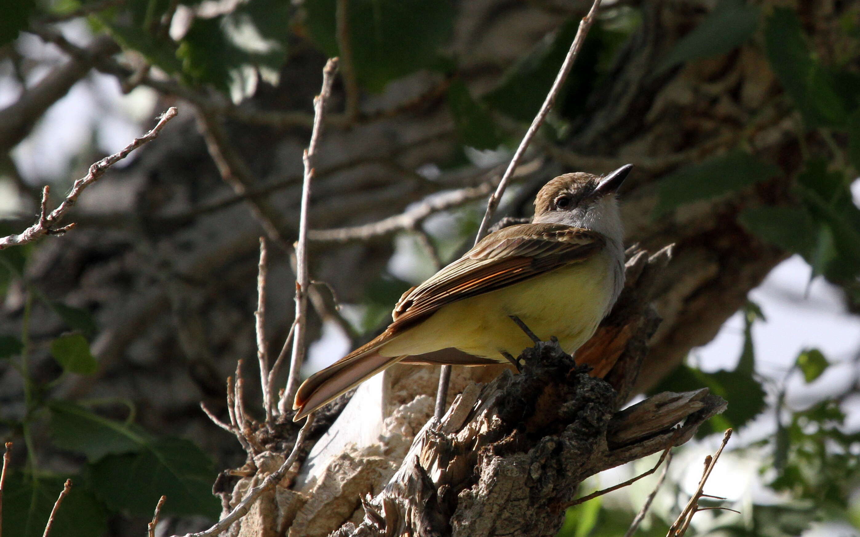 صورة Myiarchus tyrannulus (Müller & Pls 1776)