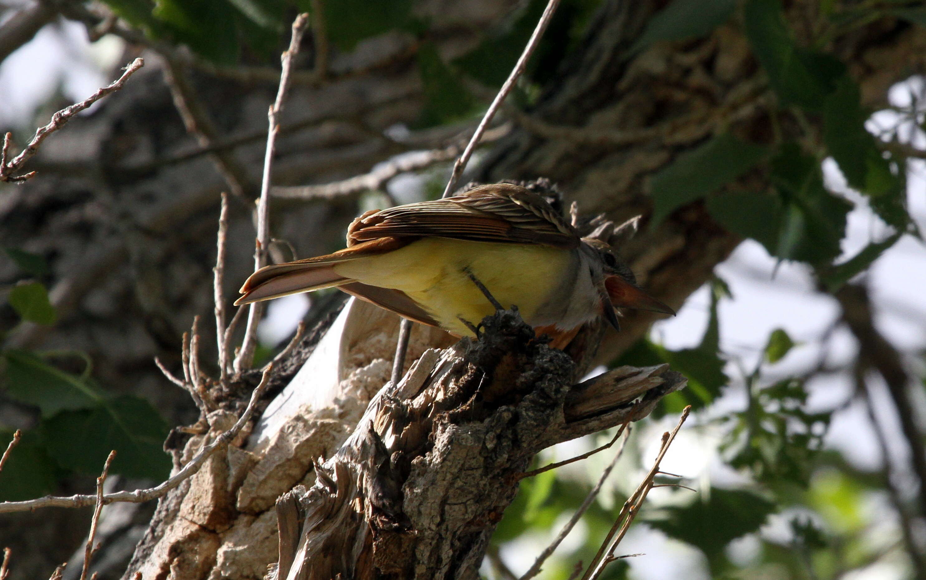 صورة Myiarchus tyrannulus (Müller & Pls 1776)