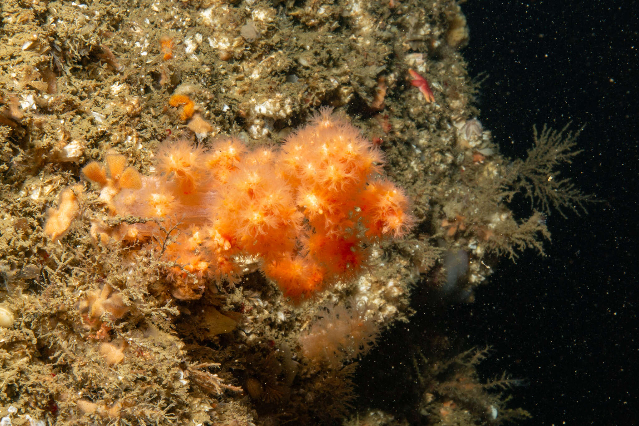 Image of Sea Strawberry