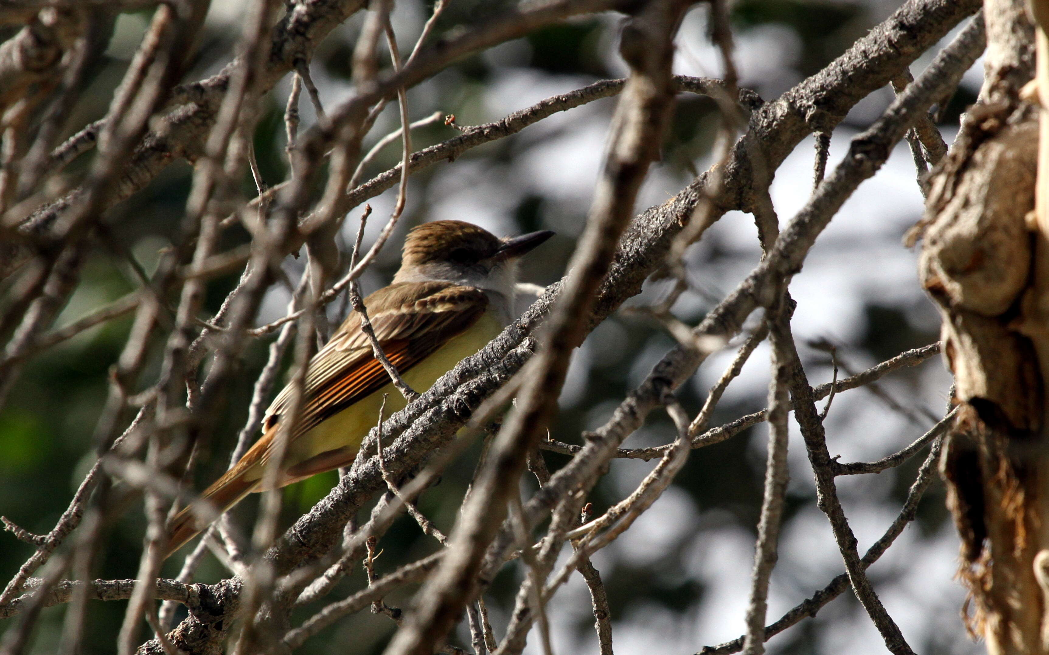 صورة Myiarchus tyrannulus (Müller & Pls 1776)