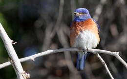 Image of Western Bluebird