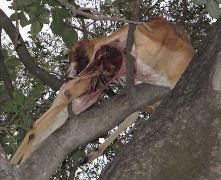 Image of African leopard