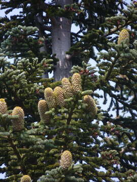 Image de Abies magnifica var. shastensis Lemmon