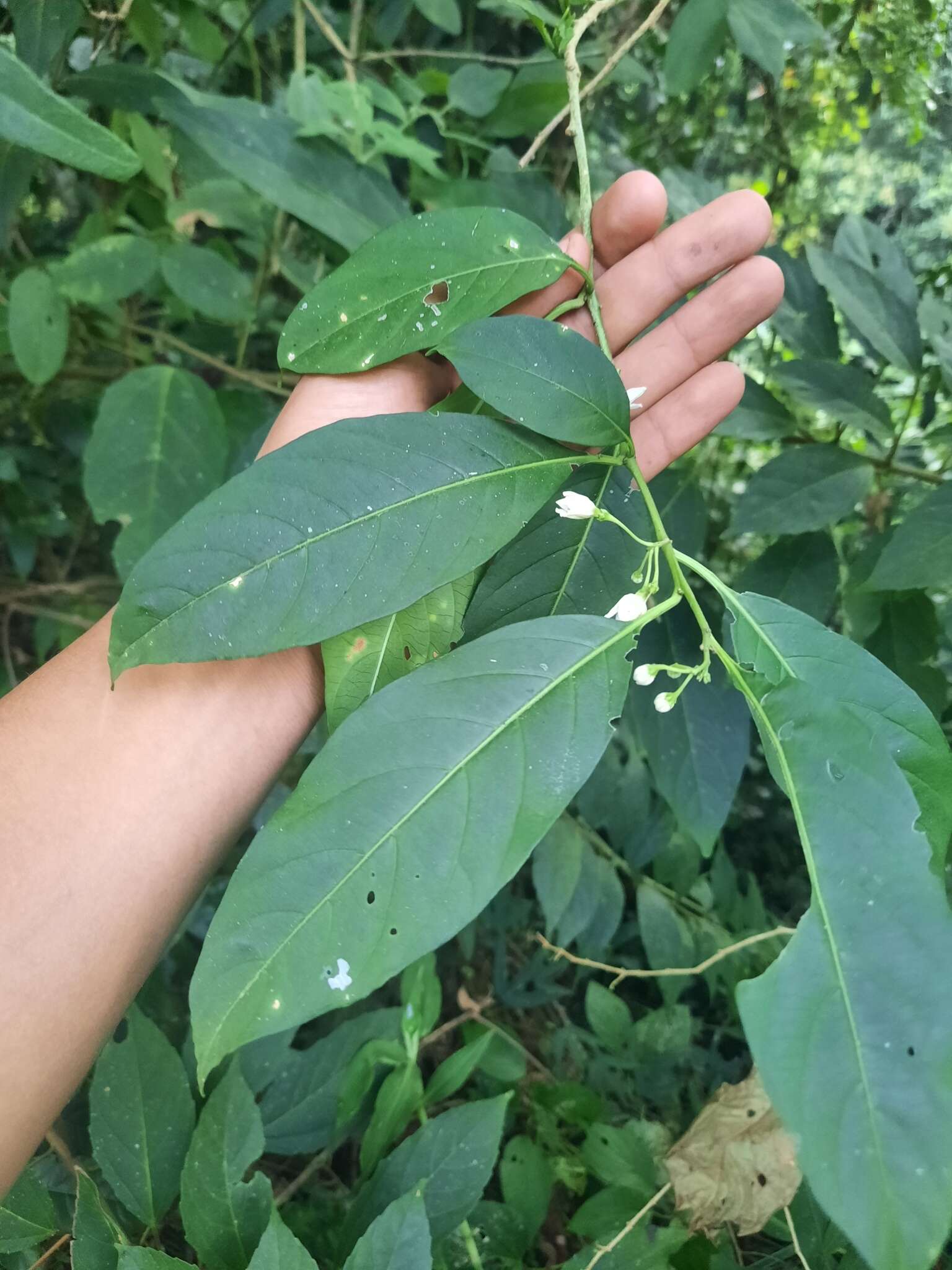 Solanum aphyodendron S. Knapp的圖片