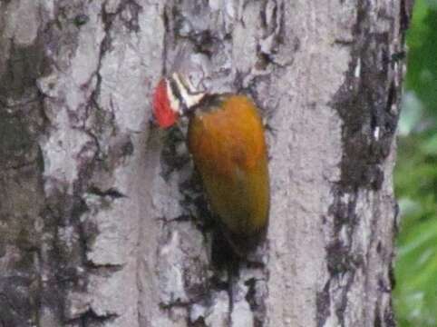 Image of Himalayan Flameback