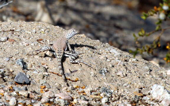 Image of Zebratail lizards