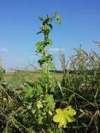 Image of cluster mallow