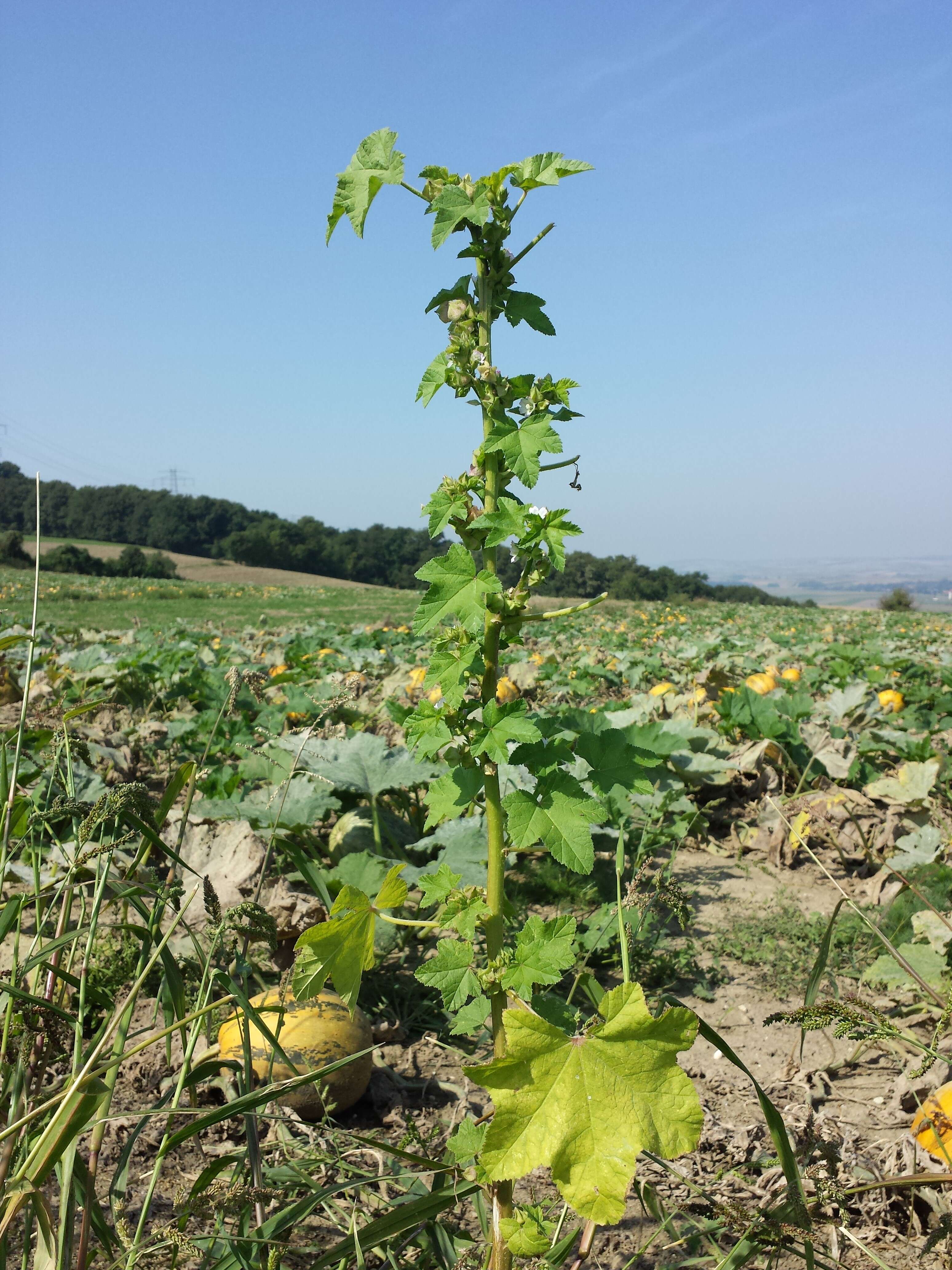 Image of cluster mallow