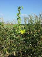 Image of cluster mallow