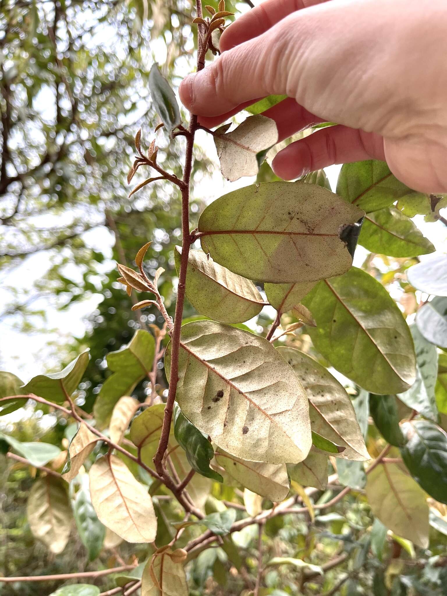 Image of Elaeagnus loureiroi Champ. ex Benth.