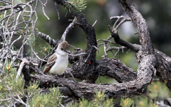 Image of Ash-throated Flycatcher