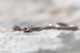 Image of Roth's Dwarf Snake