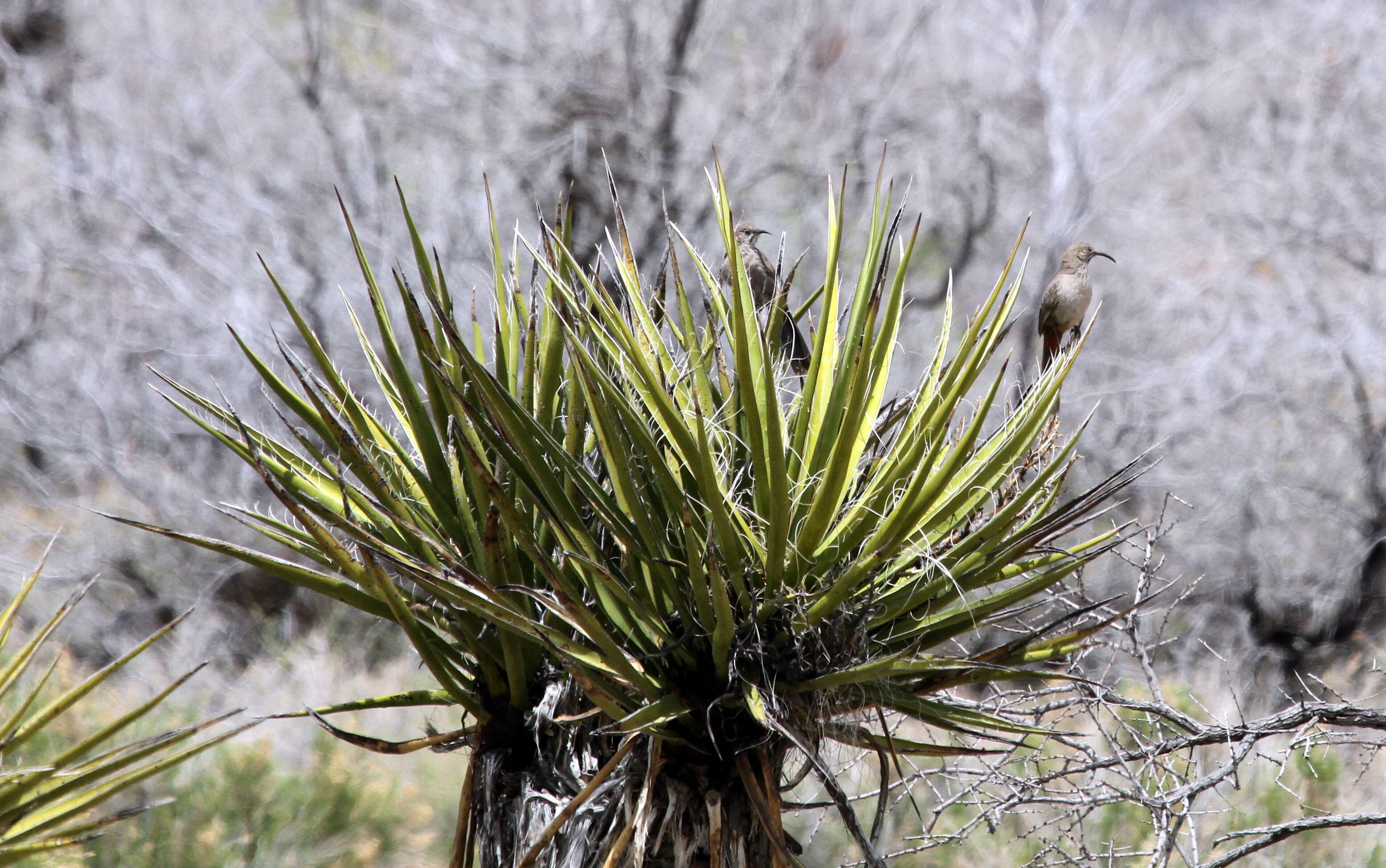 Image of Crissal Thrasher