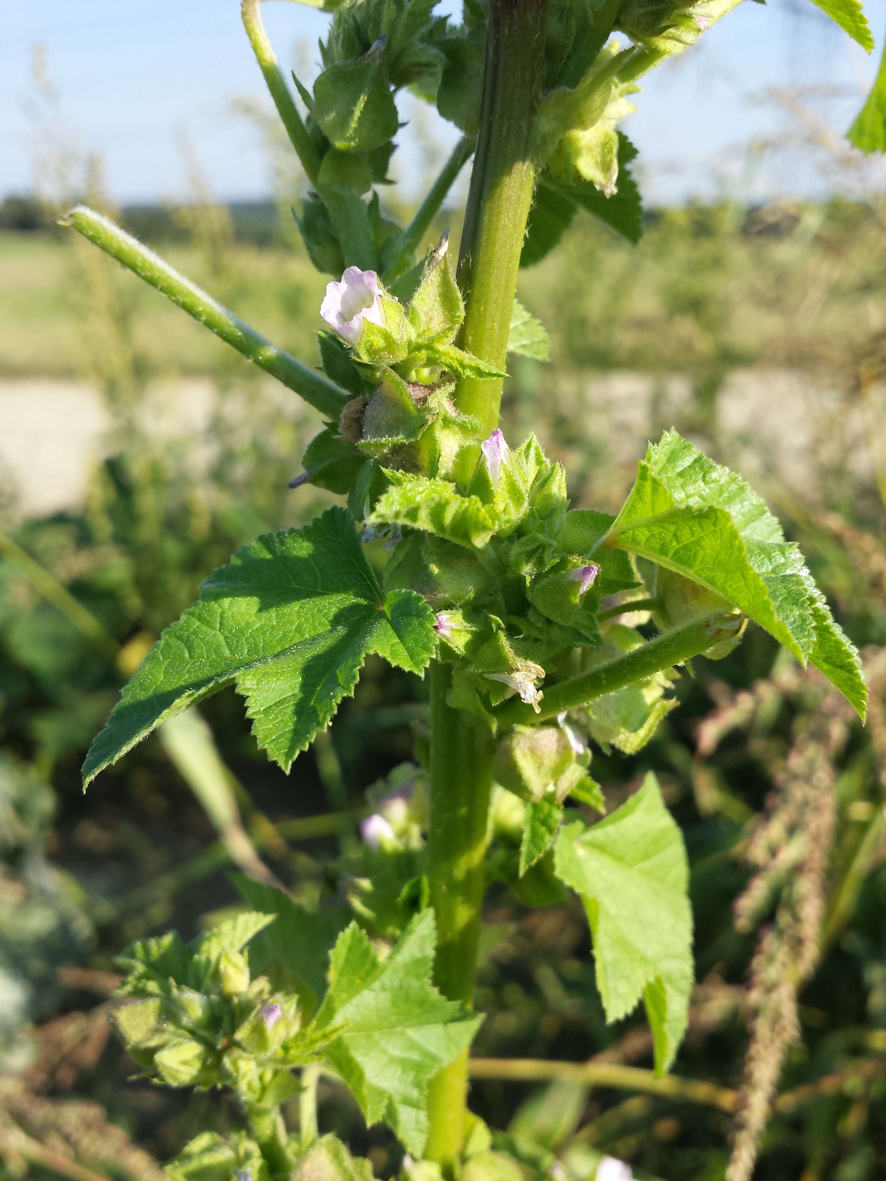 Image of cluster mallow