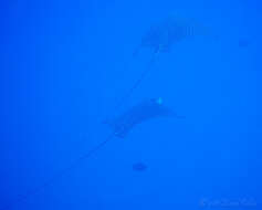 Image of Ocellated Eagle Ray