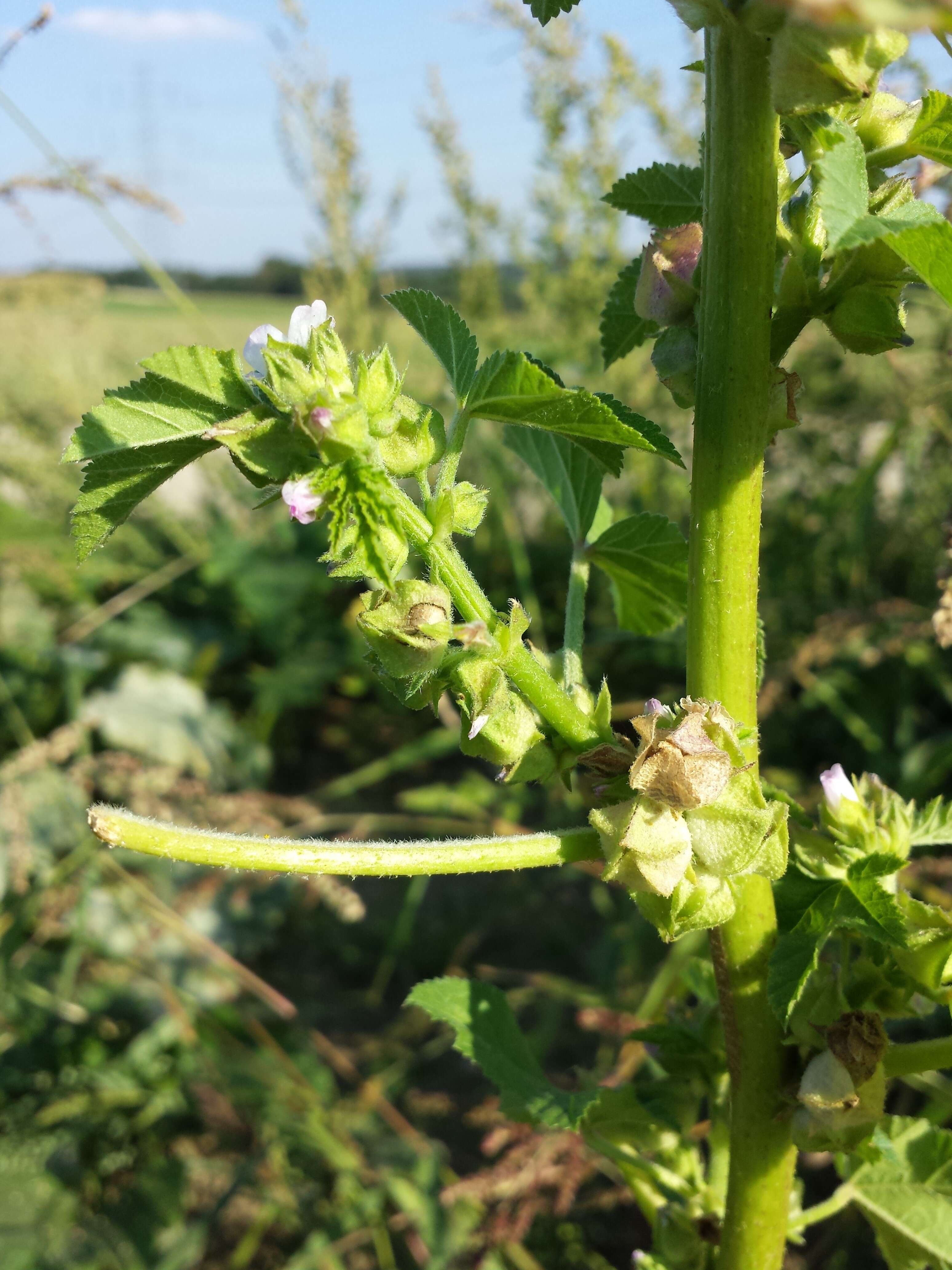 Image of cluster mallow