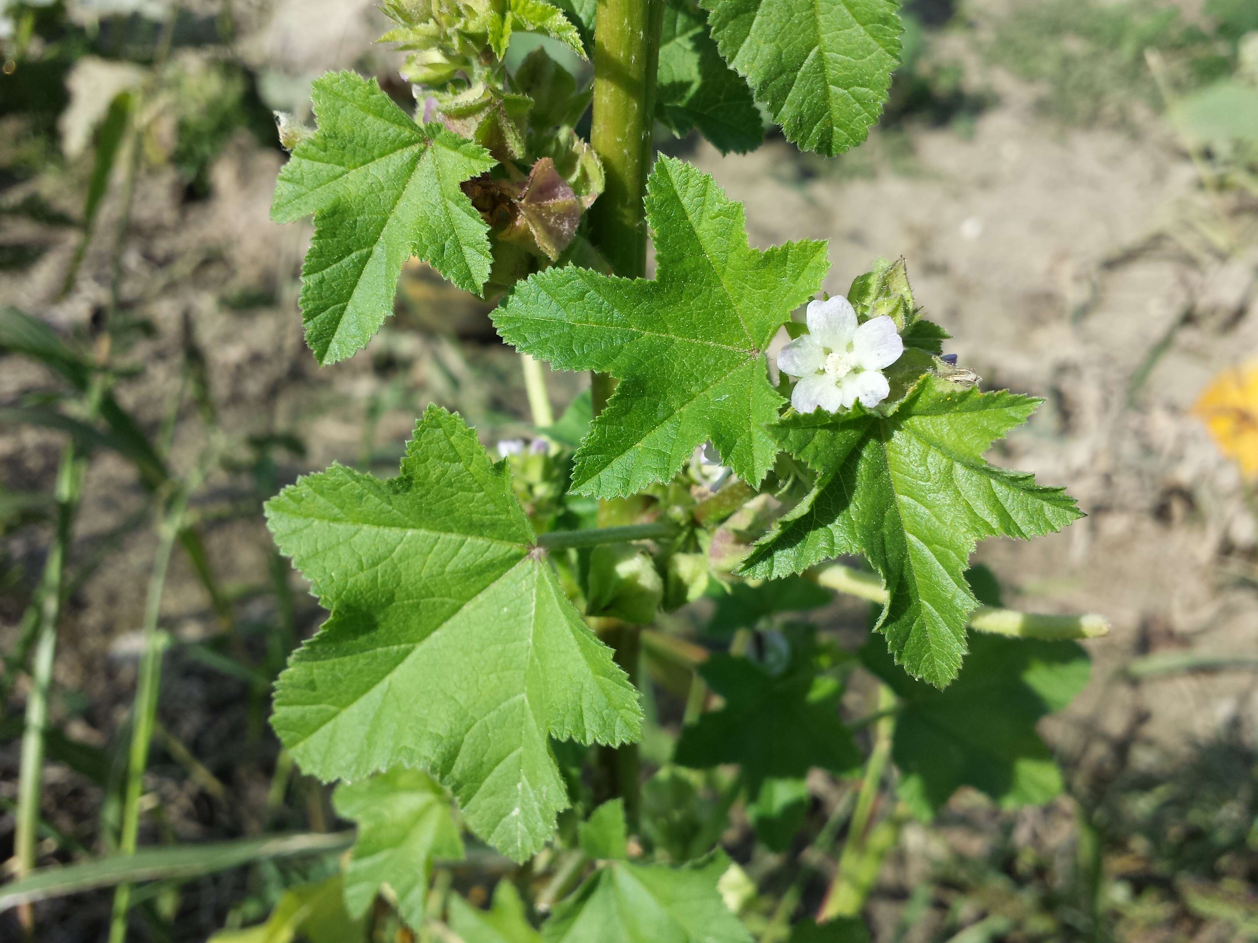 Image of cluster mallow