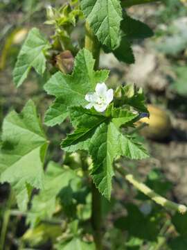 Image of cluster mallow