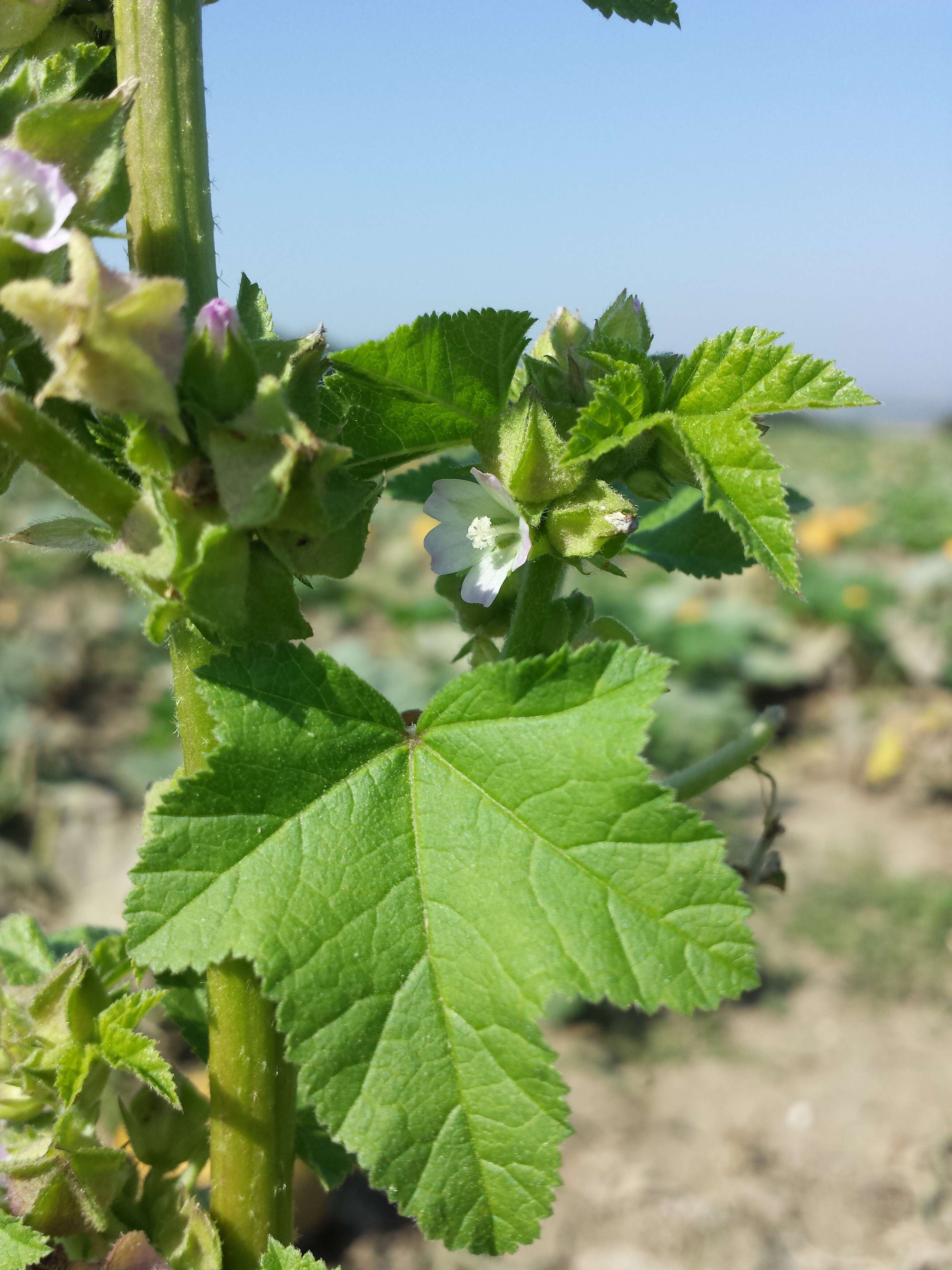 Image of cluster mallow