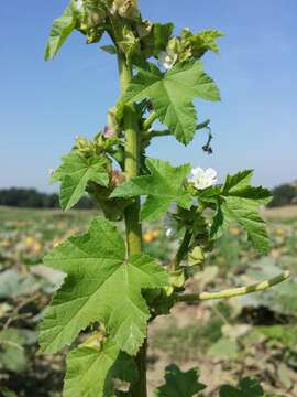 Image of cluster mallow