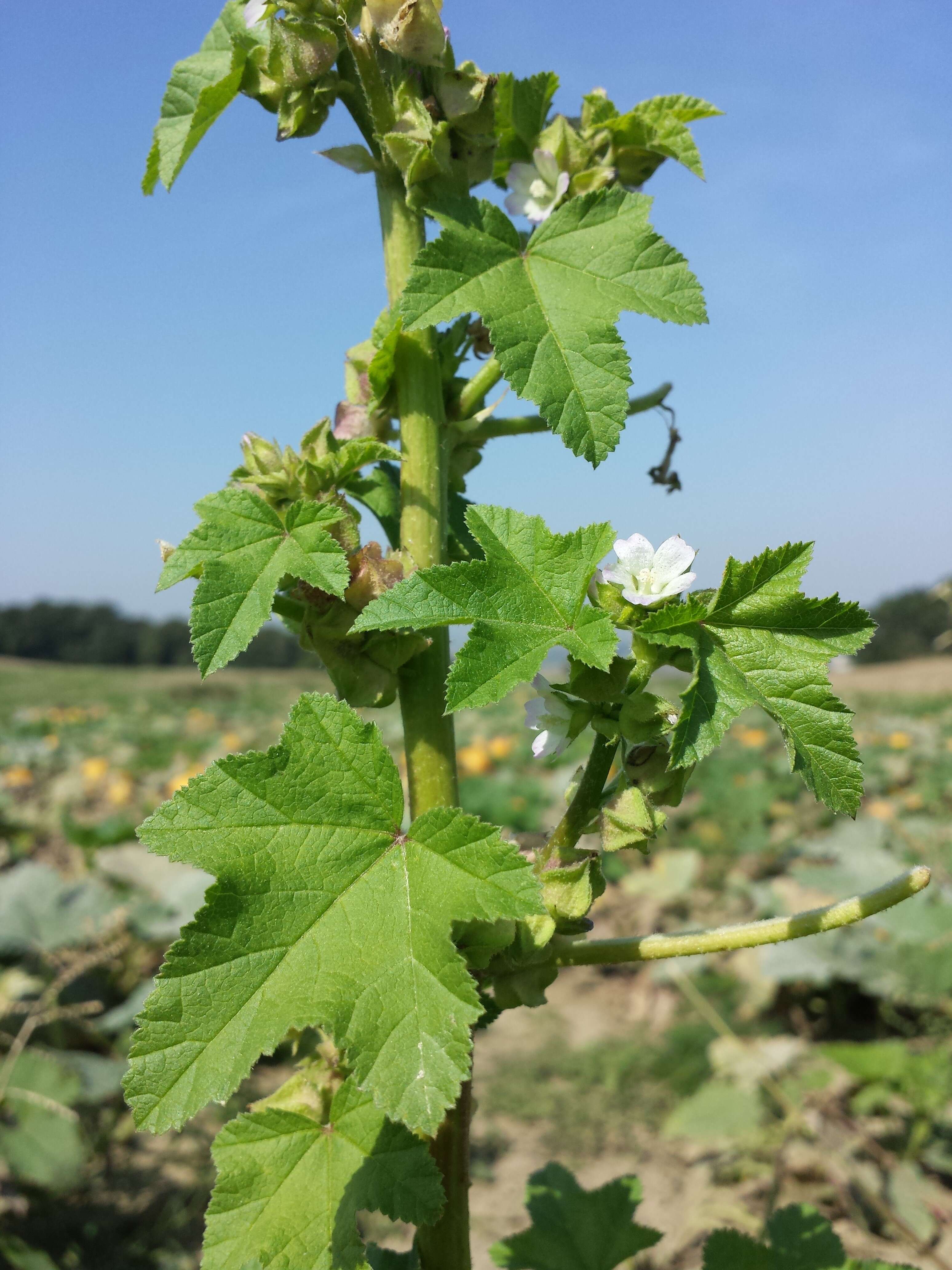 Image of cluster mallow