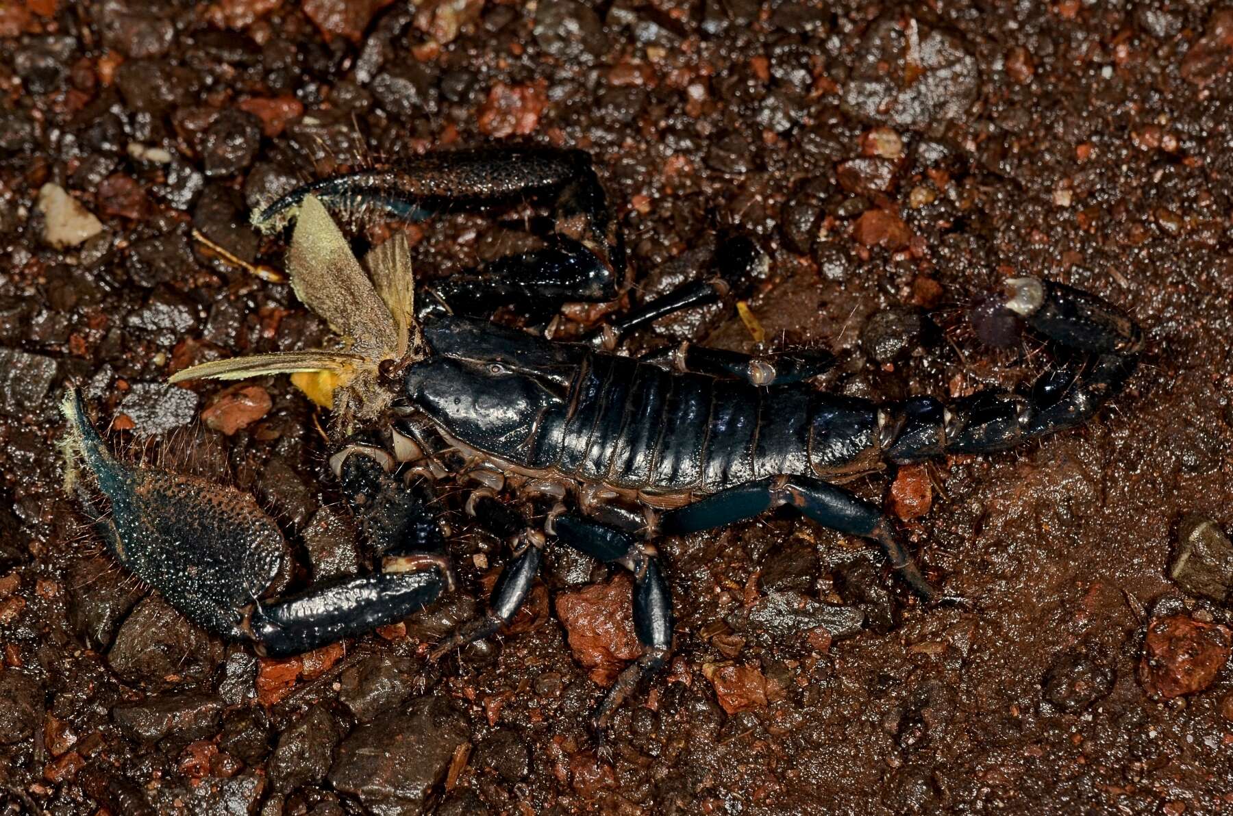 Deccanometrus phipsoni (Pocock 1893) resmi