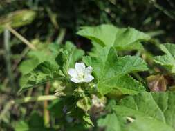 Image of cluster mallow