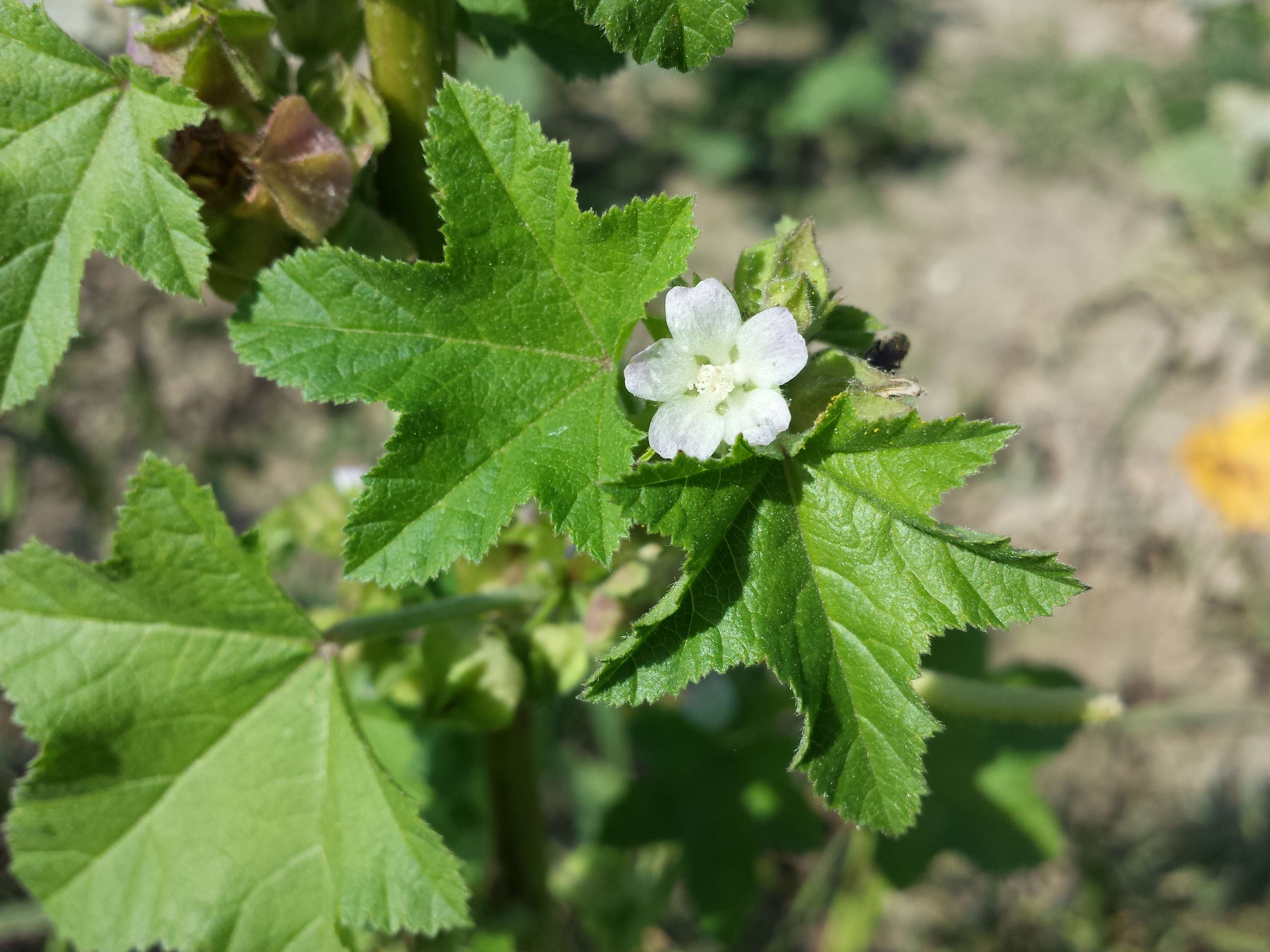 Image of cluster mallow