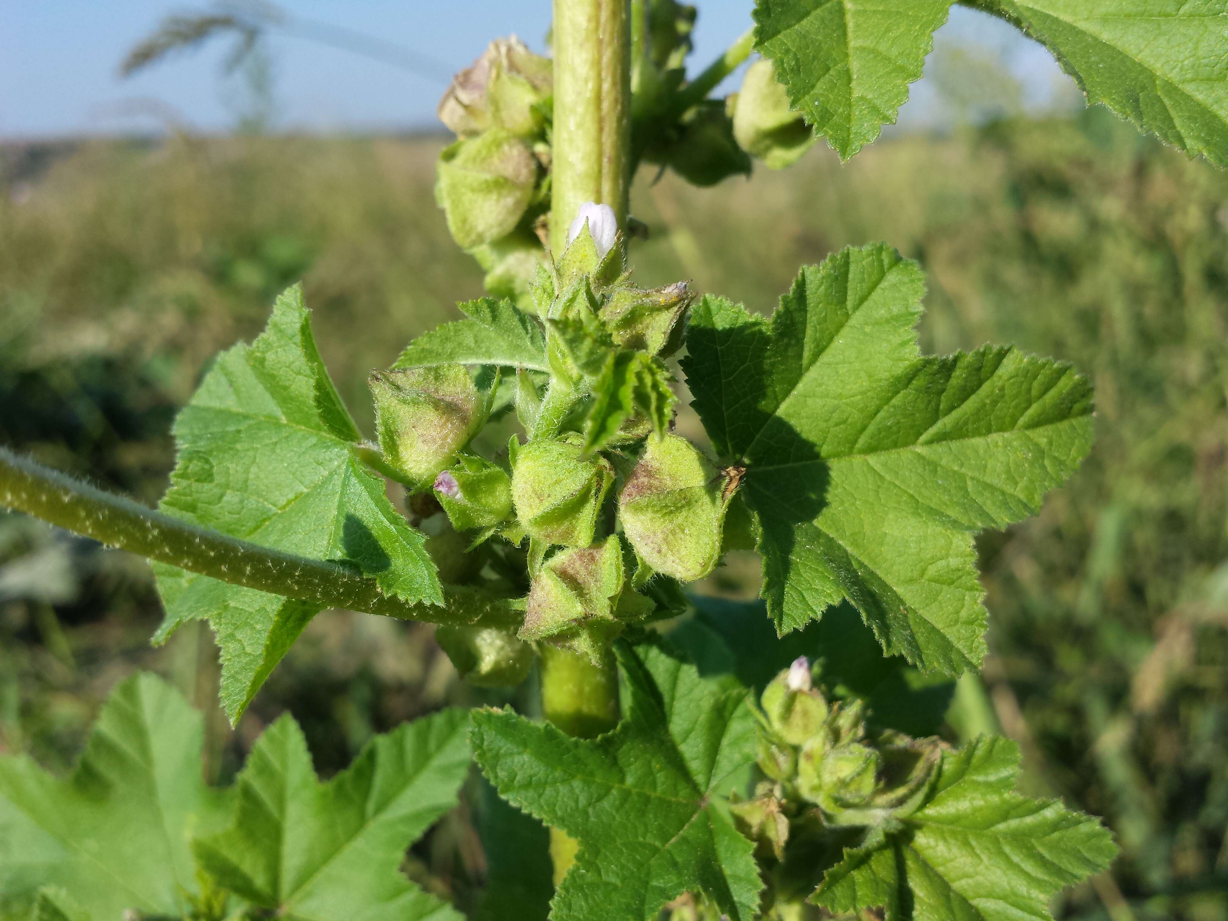 Image of cluster mallow