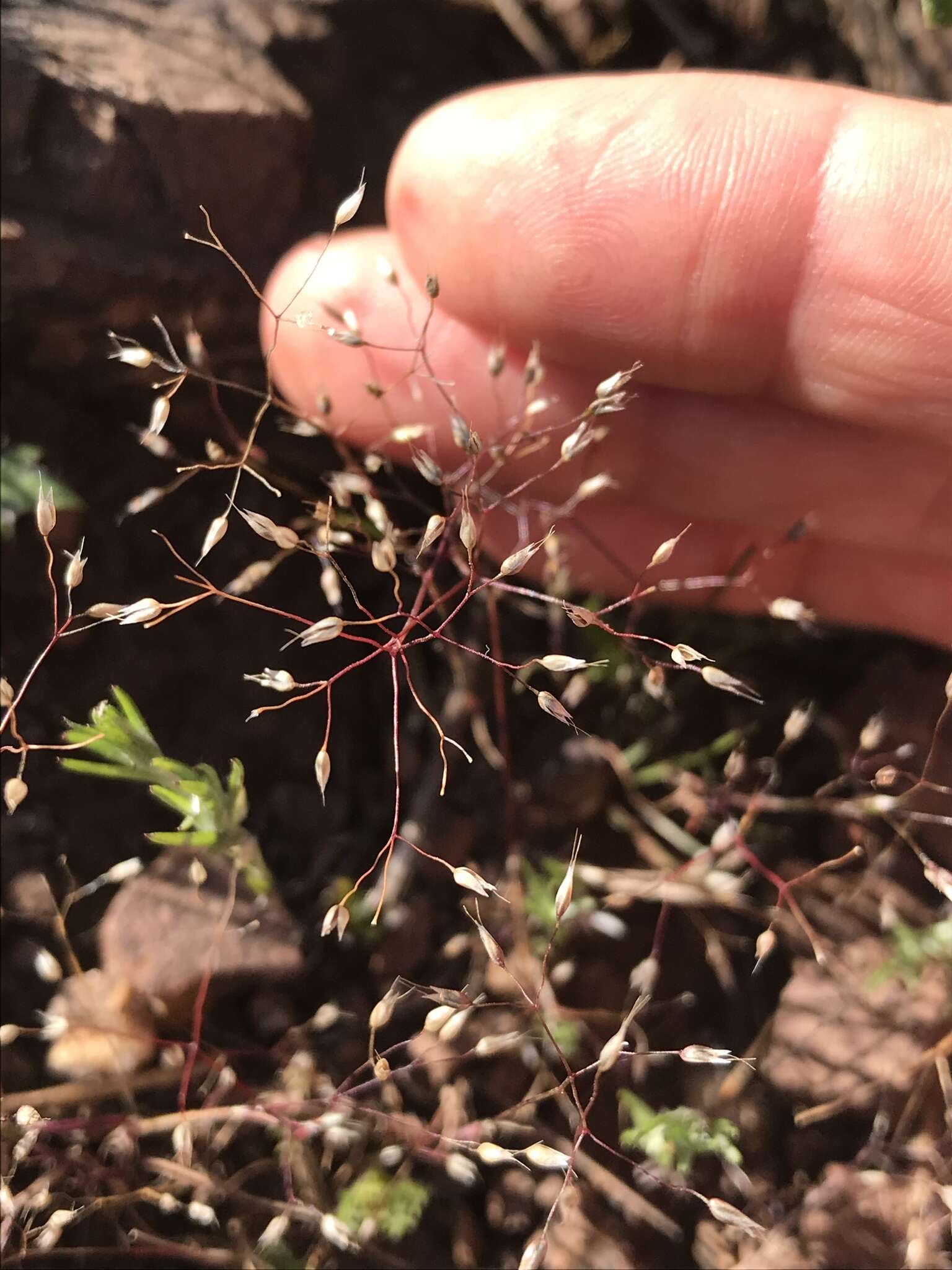 Image of silver hairgrass