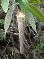 Image of Pitcher plant